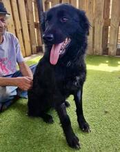 NERO, Hund, Mischlingshund in Rumänien - Bild 9