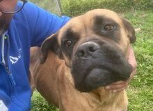 LEPROTTA, Hund, Boxer-Mix in Italien - Bild 1