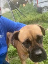LEPROTTA, Hund, Boxer-Mix in Italien - Bild 2