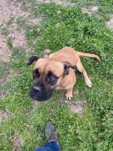 LEPROTTA, Hund, Boxer-Mix in Italien - Bild 3