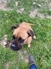 LEPROTTA, Hund, Boxer-Mix in Italien - Bild 4