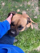 LEPROTTA, Hund, Boxer-Mix in Italien - Bild 5