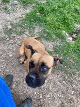 LEPROTTA, Hund, Boxer-Mix in Italien - Bild 6