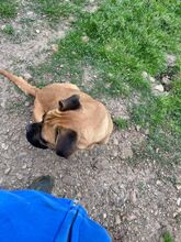 LEPROTTA, Hund, Boxer-Mix in Italien - Bild 7