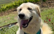 NEMO, Hund, Maremmano-Mix in Italien - Bild 1