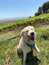NEMO, Hund, Maremmano-Mix in Italien - Bild 2
