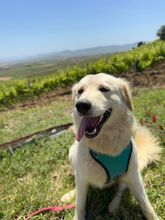 NEMO, Hund, Maremmano-Mix in Italien - Bild 3