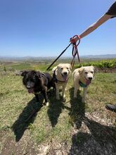 NEMO, Hund, Maremmano-Mix in Italien - Bild 4