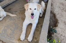 NEMO, Hund, Maremmano-Mix in Italien - Bild 5