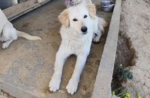 NEMO, Hund, Maremmano-Mix in Italien - Bild 6