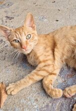 EMIL, Katze, Europäisch Kurzhaar in Dachau