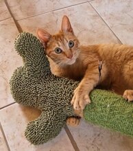 EMIL, Katze, Europäisch Kurzhaar in Dachau - Bild 2