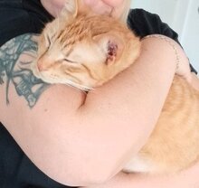 EMIL, Katze, Europäisch Kurzhaar in Dachau - Bild 3