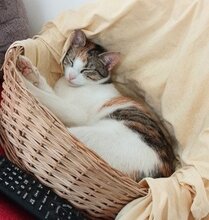 EMIL, Katze, Europäisch Kurzhaar in Dachau - Bild 5
