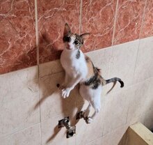 KALLI, Katze, Europäisch Kurzhaar in Dachau - Bild 3