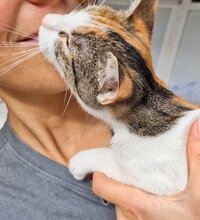 KALLI, Katze, Europäisch Kurzhaar in Dachau - Bild 4