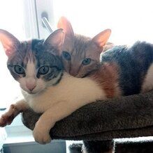 KALLI, Katze, Europäisch Kurzhaar in Dachau - Bild 5