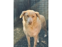 BALTHASAR, Hund, Mischlingshund in Rumänien - Bild 1
