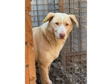 BALTHASAR, Hund, Mischlingshund in Rumänien - Bild 2