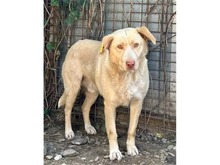 BALTHASAR, Hund, Mischlingshund in Rumänien - Bild 3