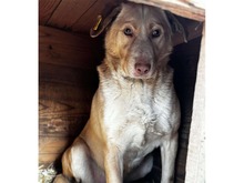 BALTHASAR, Hund, Mischlingshund in Rumänien - Bild 4