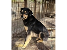BASTIAN, Hund, Mischlingshund in Rumänien - Bild 2