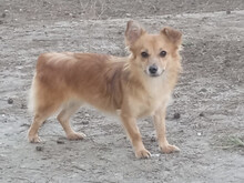TZOU, Hund, Kokoni-Mix in Griechenland - Bild 1