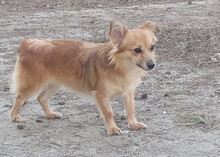 TZOU, Hund, Kokoni-Mix in Griechenland - Bild 2