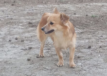 TZOU, Hund, Kokoni-Mix in Griechenland - Bild 3