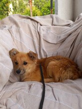 TZOU, Hund, Kokoni-Mix in Griechenland - Bild 4
