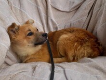 TZOU, Hund, Kokoni-Mix in Griechenland - Bild 5