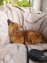 TZOU, Hund, Kokoni-Mix in Griechenland - Bild 6