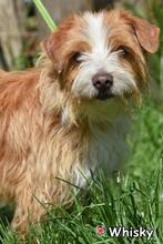 WHISKY, Hund, Mischlingshund in Donzdorf - Bild 1