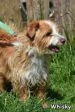 WHISKY, Hund, Mischlingshund in Donzdorf - Bild 2