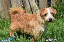 WHISKY, Hund, Mischlingshund in Donzdorf - Bild 3