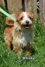 WHISKY, Hund, Mischlingshund in Donzdorf - Bild 4