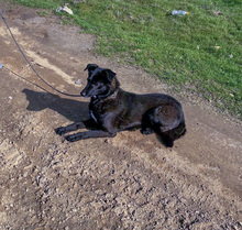 BELLA, Hund, Mischlingshund in Rumänien - Bild 1