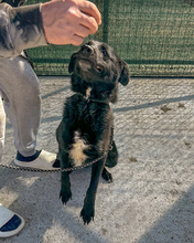 BELLA, Hund, Mischlingshund in Rumänien - Bild 2