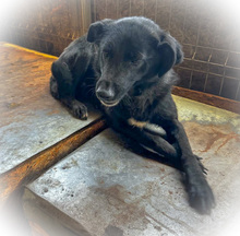 BELLA, Hund, Mischlingshund in Rumänien - Bild 3