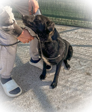 BELLA, Hund, Mischlingshund in Rumänien - Bild 4