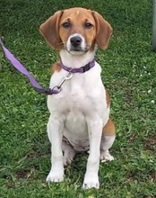 ARIA, Hund, Beagle Harrier-Mix in Italien - Bild 1