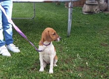 ARIA, Hund, Beagle Harrier-Mix in Italien - Bild 2
