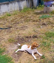 ARIA, Hund, Beagle Harrier-Mix in Italien - Bild 3