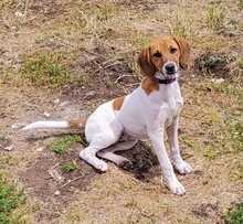 ARIA, Hund, Beagle Harrier-Mix in Italien - Bild 4