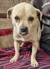 PHILIPPO, Hund, Mischlingshund in Rumänien - Bild 10