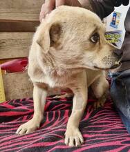 PHILIPPO, Hund, Mischlingshund in Rumänien - Bild 3