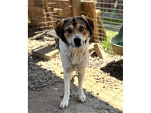 MALFOY, Hund, Mischlingshund in Rumänien - Bild 2