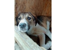 MALFOY, Hund, Mischlingshund in Rumänien - Bild 3