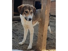 MALFOY, Hund, Mischlingshund in Rumänien - Bild 4
