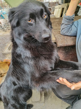 CLEO, Hund, Mischlingshund in Rumänien - Bild 1